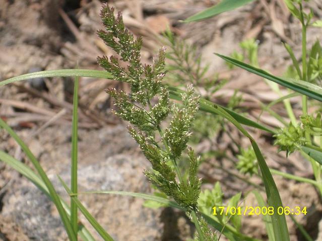pianta 30 - Polypogon viridis